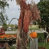 Peter's Pumpkin Patch photo