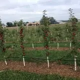 Peter's Pumpkin Patch photo