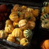 Peter's Pumpkin Patch photo