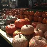 Peter's Pumpkin Patch photo