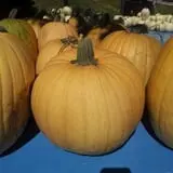 Peter's Pumpkin Patch photo