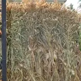 Peter's Pumpkin Patch photo