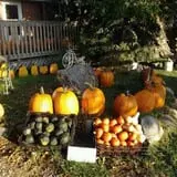 Peter's Pumpkin Patch photo