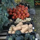 Peter's Pumpkin Patch photo