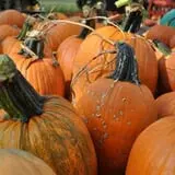 Peter's Pumpkin Patch photo