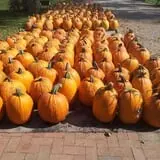 Peter's Pumpkin Patch photo