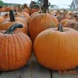 Peter's Pumpkin Patch photo