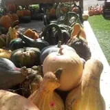 Peter's Pumpkin Patch photo