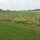 Peter's Pumpkin Patch photo