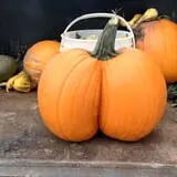 Peter's Pumpkin Patch photo