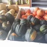 Peter's Pumpkin Patch photo
