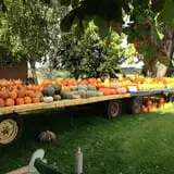 Peter's Pumpkin Patch photo
