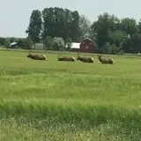 Osborn Farm photo