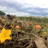 Osborn Farm photo
