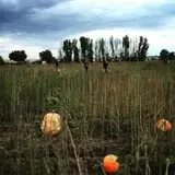 Osborn Farm photo