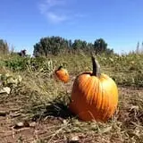 Osborn Farm photo