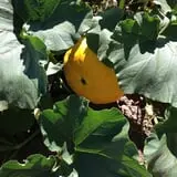 Osborn Farm photo