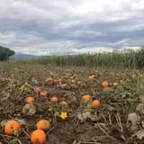 Osborn Farm photo