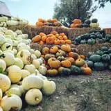 Osborn Farm photo