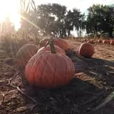 Osborn Farm photo