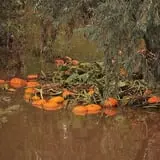 Osborn Farm photo