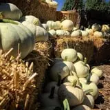 Osborn Farm photo
