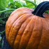 Osborn Farm photo