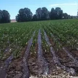Osborn Farm photo