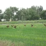Osborn Farm photo