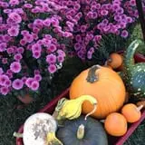 Osborn Farm photo