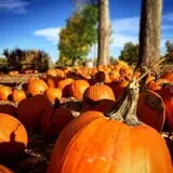 Osborn Farm photo