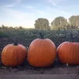 Osborn Farm photo