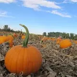 Osborn Farm photo