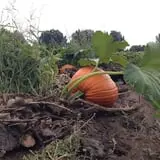 Osborn Farm photo