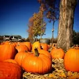 Osborn Farm photo