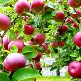 Appleview Orchard photo