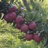 Appleview Orchard photo