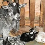 Belkin Family Lookout Farm photo