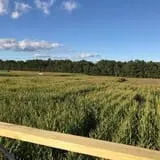 R and J Farm Corn Maze & Hayride photo