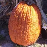 R and J Farm Corn Maze & Hayride photo