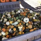 R and J Farm Corn Maze & Hayride photo