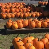 R and J Farm Corn Maze & Hayride photo