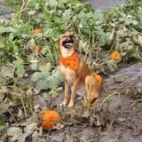 R and J Farm Corn Maze & Hayride photo