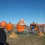 Trabbic Family Pumpkin Farm photo