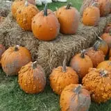 Trabbic Family Pumpkin Farm photo