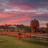 Trabbic Family Pumpkin Farm photo