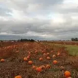 Trabbic Family Pumpkin Farm photo