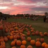 Trabbic Family Pumpkin Farm photo