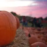 Trabbic Family Pumpkin Farm photo