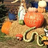 Trabbic Family Pumpkin Farm photo